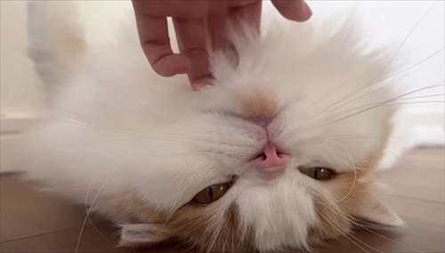 体調が復活した猫ちゃん