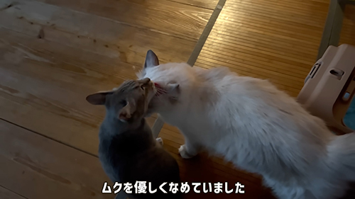 ムクくんとふくちゃん