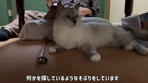 そぶりを見せる