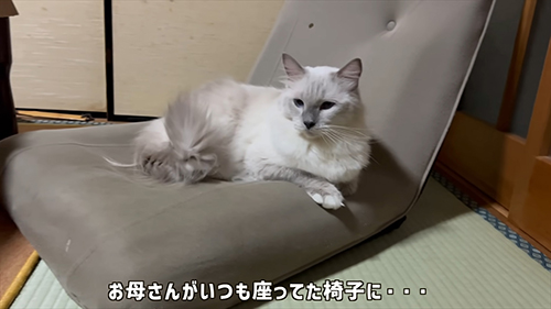 椅子に座ったムクくん