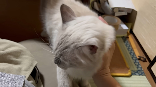 甘えにきたムクくん