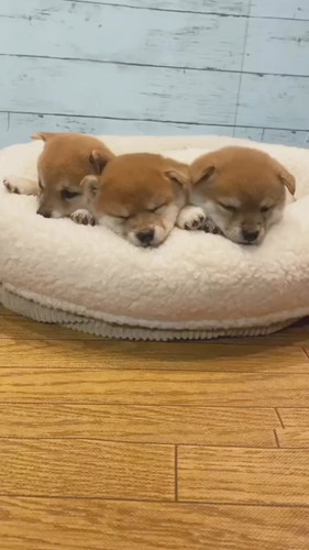 並ぶ子柴犬たち