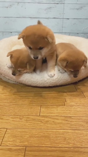 目が冷めた子柴犬