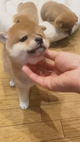 なでてもらった子柴犬