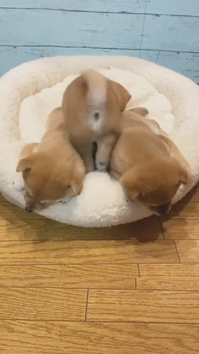 戻ってきた子柴犬