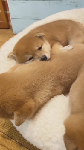 すやすやな子柴犬たち
