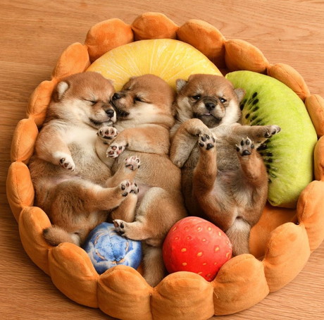 タルトになったワンコ