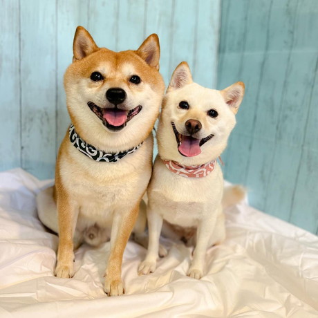 笑顔のワンコたち