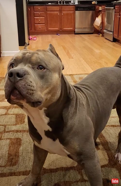 つるつるの床で滑るワンコ