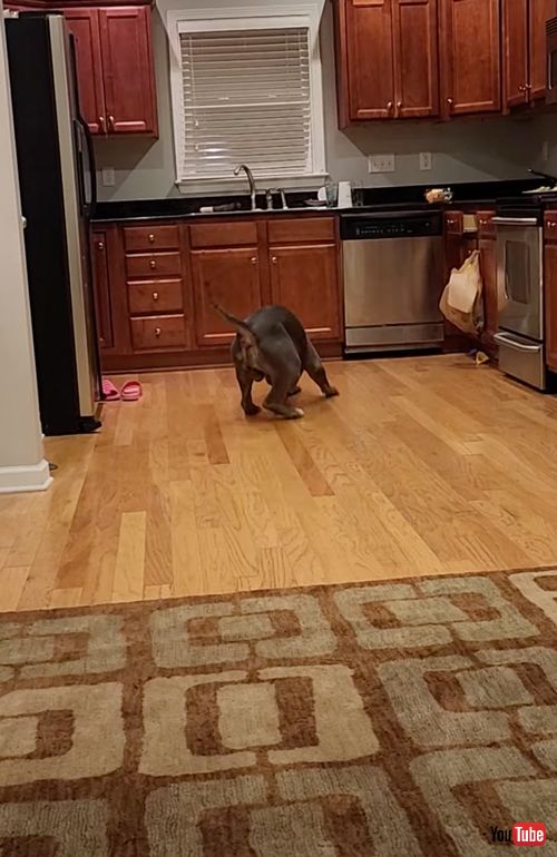 つるつるの床で滑るワンコ