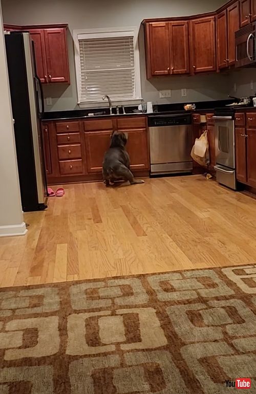 つるつるの床で滑るワンコ