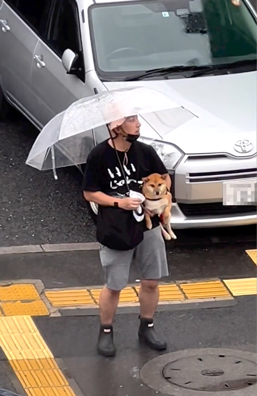 抱っこで帰ってくる柴犬