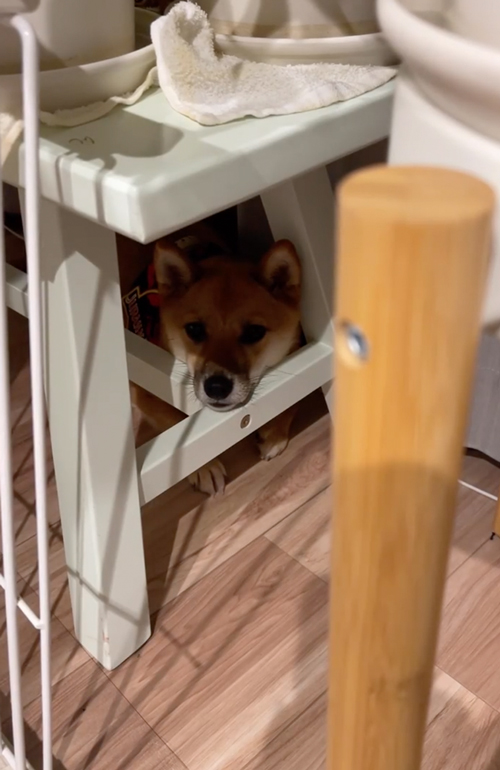 散歩にいきたくない柴犬
