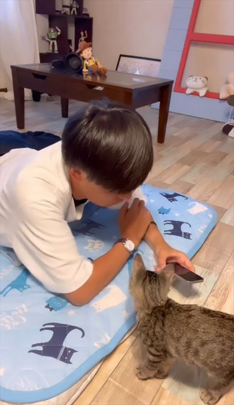 近くでりょうすけさん見る子猫