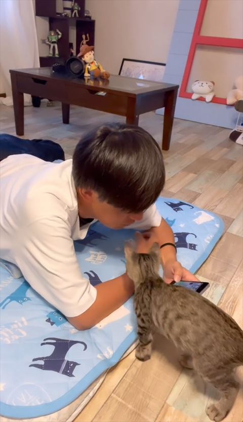 腕の方を見る子猫
