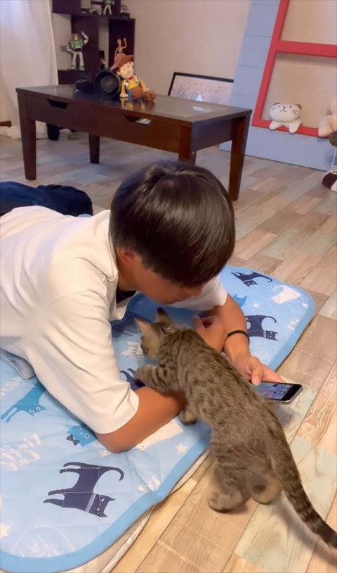 腕の中に入っていく猫