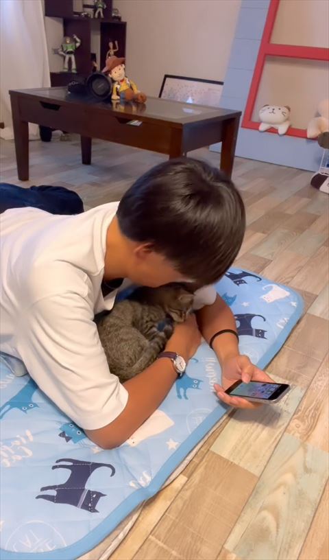 くつろごうとする子猫