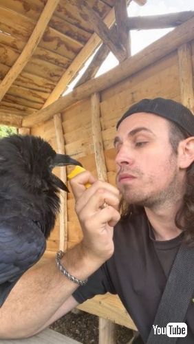 マンゴーを差し出す飼い主とカラス