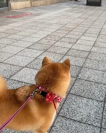 出張帰りのパパにかけよる柴犬