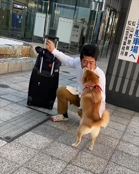 再会した柴犬
