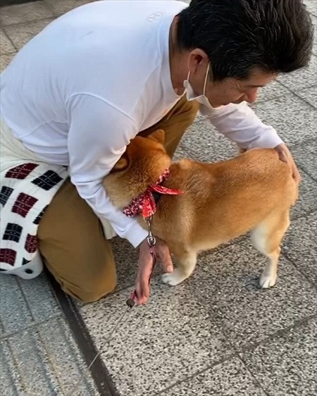 パパに近づく柴犬