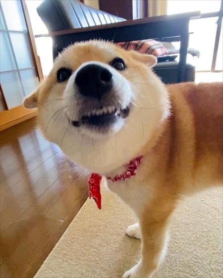 おかえりする柴犬