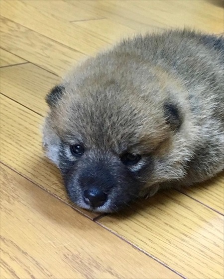 赤ちゃん時代の柴犬