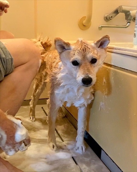 シャンプーした柴犬