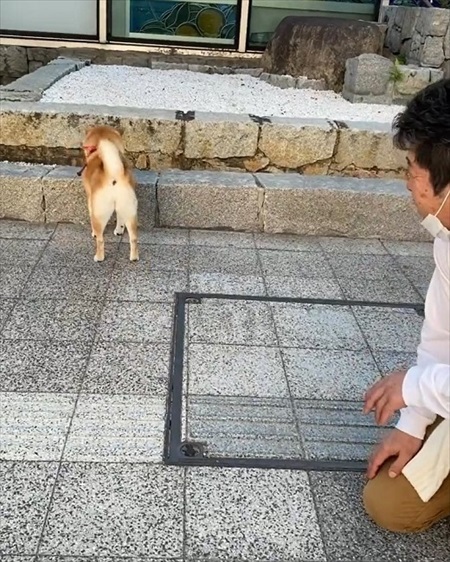 チェックに向かう柴犬