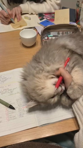 勉強させたくないモカちゃん