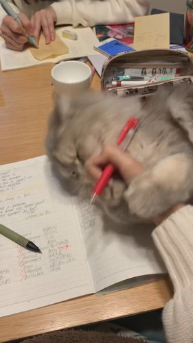 勉強させたくないモカちゃん