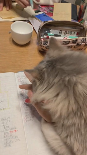 勉強させたくないモカちゃん