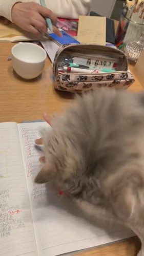 勉強させたくないモカちゃん