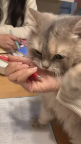 勉強させたくないモカちゃん