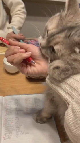 勉強させたくないモカちゃん