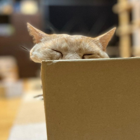 箱からはみだす猫