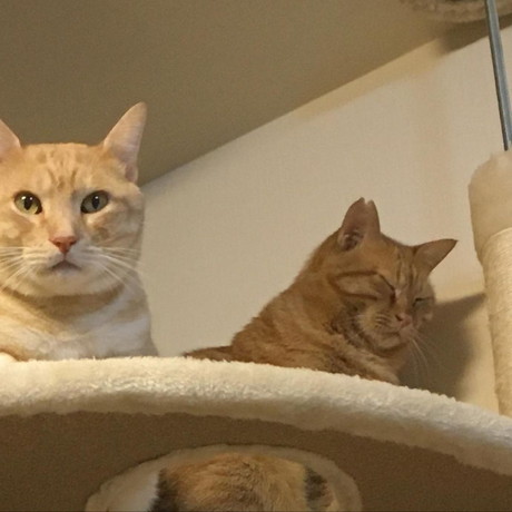 キャットタワーの猫ちゃんたち