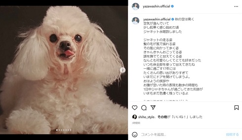 矢沢心の愛犬