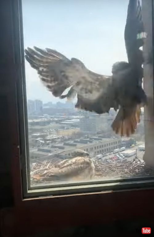 窓に激突する鷹