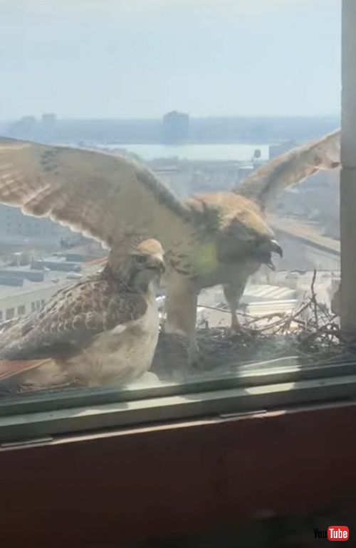 窓に激突する鷹