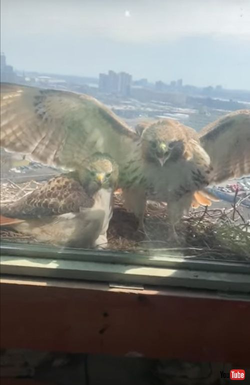 窓に激突する鷹