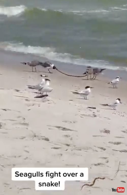 食料争奪戦をする海鳥