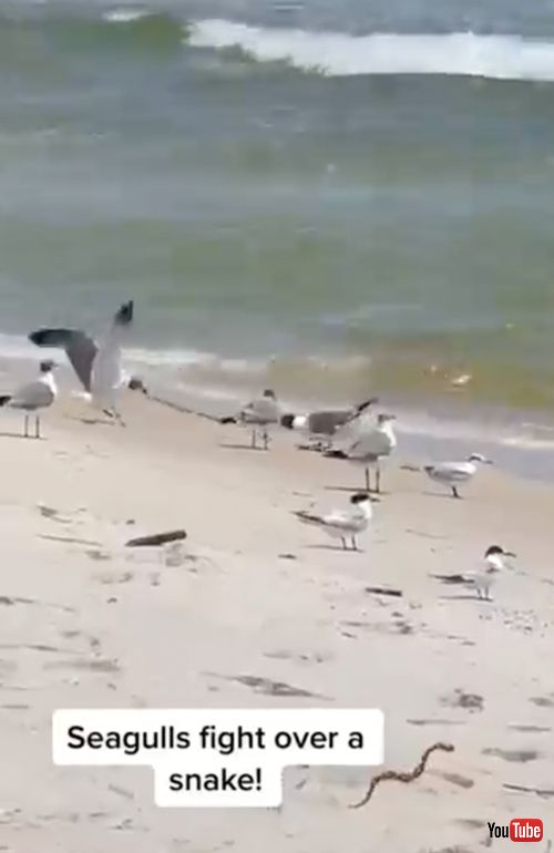 食料争奪戦をする海鳥