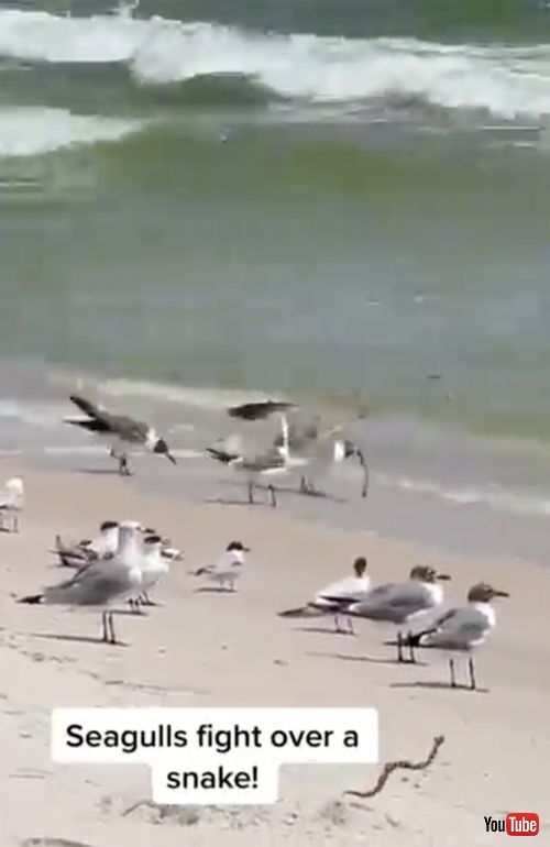 食料争奪戦をする海鳥