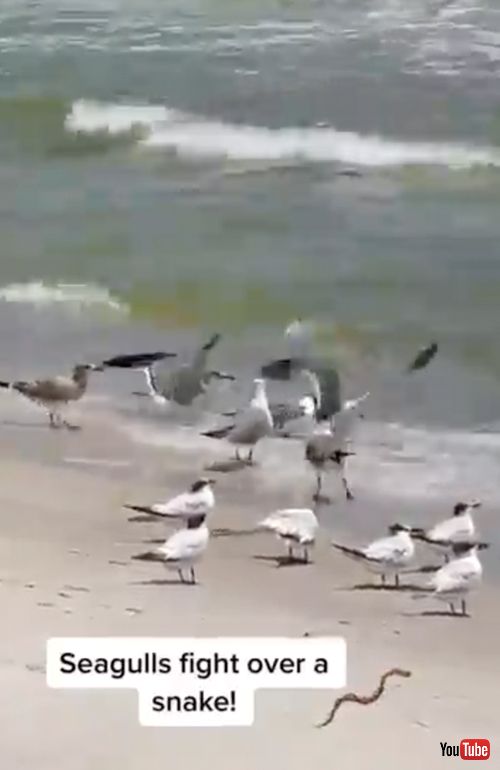 食料争奪戦をする海鳥
