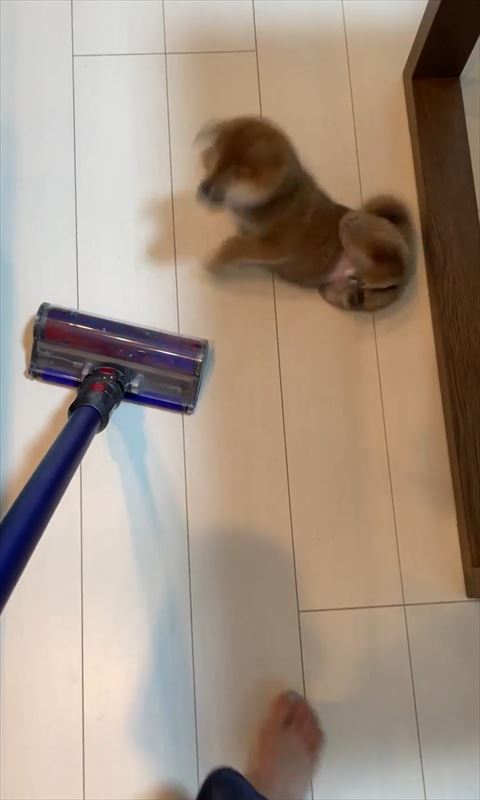 起き上がる子犬ぶれてる