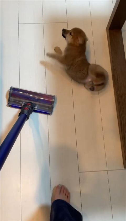 前足だけ投げ出してる