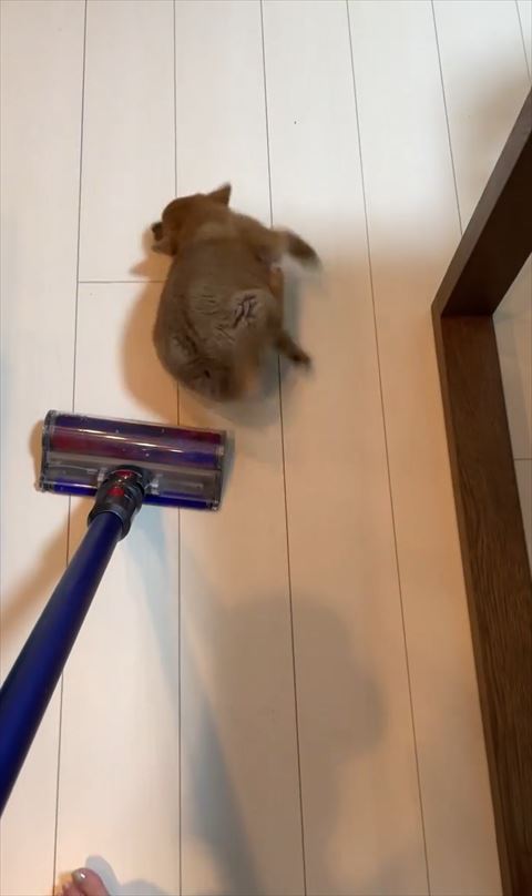 子犬慌てる後ろ姿