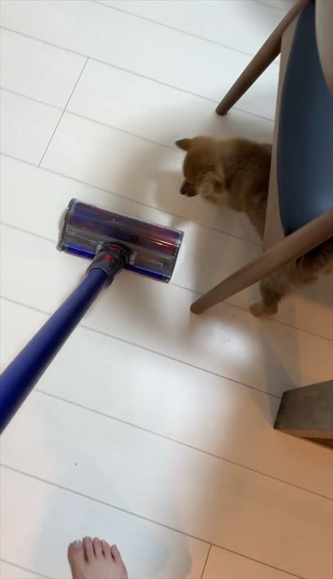 椅子の下から掃除機見てる