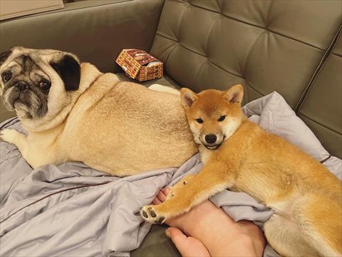 寄り添うワンコ2匹